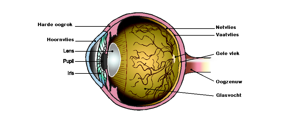 Hoopvol Uitstekend Aarzelen Anatomie van het oog | Optometristen Vereniging Nederland (OVN)